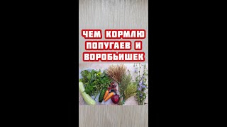 Что едят мои птицы, попугаи и воробьишки. Наш повседневный рацион.