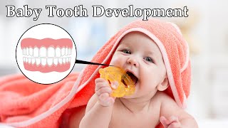 Baby Tooth Development