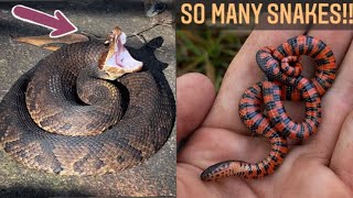 Searching for Snakes in Louisiana! Mud snakes, copperhead, rattlesnakes and more!