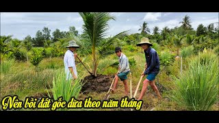 SỰ CẦN THIẾT PHẢI BỒI ĐẤT VÀ PHÂN HỮU CƠ VÀO GỐC DỪA ĐỂ DỪA PHÁT TRIỂN TỐT HƠN THEO NĂM THÁNG.