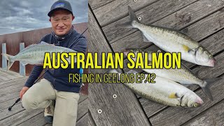 Australian Salmon in Geelong. FISHING SPOOL SCREAMING! EP.42