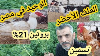 لا الاستغلال تجار الاعلاف( الحل الوحيد )  لجميع انواع الطيور 🐓🦆 اكتر تسمين وتوفير مصر كلها؟!