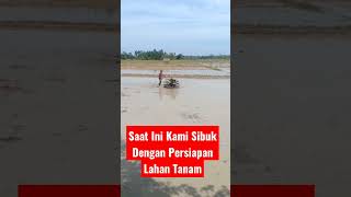 Anak Rimba Sibuk Persiapan Lahan Pindah Tanam #sawah #padi #rice