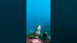 A sleeping turtle. #cook #island #newzealand #newzeland #visitnewzealand