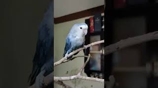 Handfeed African Lovebird Shower Time