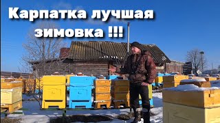 Февраль!!! Зимовка Карпатки !!! Что по расплоду ???