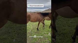 Продаются кобылы #horse #rek #animal #horsefarms #horselover