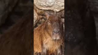 I wish everyone to rest like this capybara #funnyanimals животные чилят #shorts