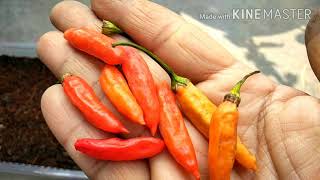 #How to grow Chilli from seeds#Chilli seed germination.