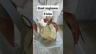 GIANT 8 KILOS SINGKAMAS #amazing #giant #singkamas #rootcrops #asmr #big