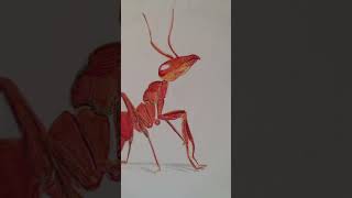 My ant the aunt of a ant 🐜  Red #ant #fireant #redant #redant #antsart #arte #hormiga