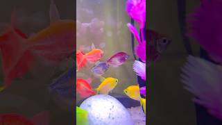 Glow Tetra Fish | Tetra Fish Tank Setup #shorts #ytshorts #fish #aquarium