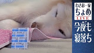 月末お薬チャレンジ！ 09/30 わさお一家 ちょめ  長毛秋田犬 おやすみ配信  #wasao_official