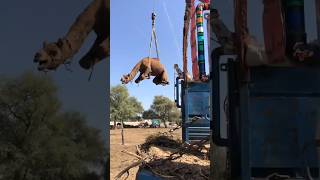 How to camels loading in truck #camel #animals #youtubeshorts #youtubevideos #shorts #short #how