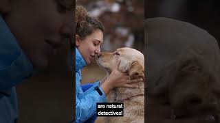 Discover the Wonders of Canine Companionship: All About Dogs #shorts