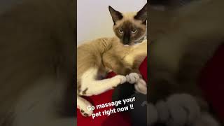 Does your pet like being massaged 🤔