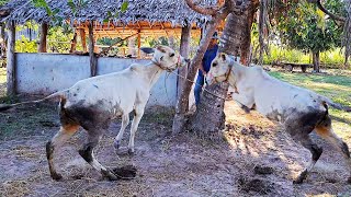 Cow jumps when owner catches