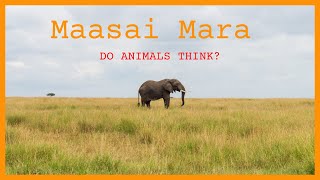 Maasai Mara: do animals think?