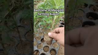 Best Market Rate of Marigold Farming #shorts #viralvideo #ytshortsindia #marigold #farming  #farmer