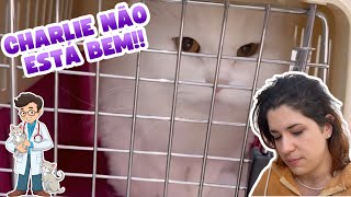 LEVAMOS O CHARLIE AO VETERINÁRIO!! - Ele está muito doente...