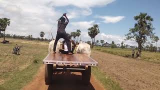 mudivarti village junior bulls at rayapeta junior bull race 9-10-2024