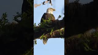 Beautiful bald eagle on a tree/Magnifique pygargue à tête blanche #wildlife #canada #eagle #pygargue