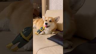 My Corgi Testing His New FLAMINGO (Belgium) Chicken-Toy 🦊🐓🤩🎉🧡