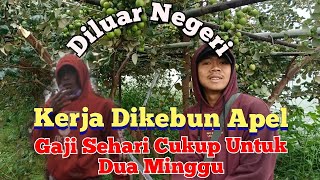 Merantau Kerja Dikebun Apel Luar Negeri