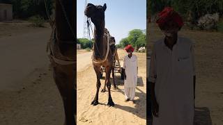 Rajasthani camel owner #shorts  #shortvideo  #youtubeshorts