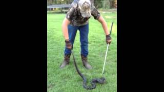 Big 'ol 6'6" chicken snake caught in Texas