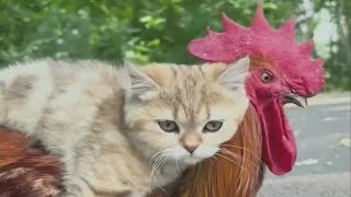 CAT🐱 AND ROOSTER🐔 - FRIENDS | 👍ANIMALS