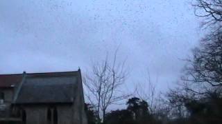 Starlings over Croxton