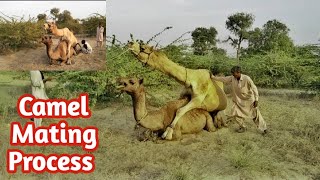 Camel #Mating process|| Camel Love||