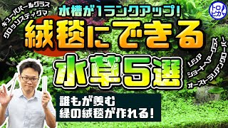 絨毯にできる水草5選！誰もが羨む緑の絨毯で1ランク上の水槽に！