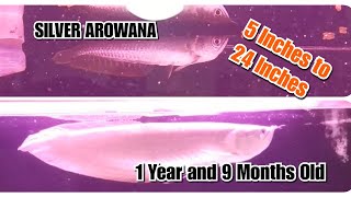 Silver Arowana Growth. 1 Year and 9 months.