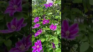 Living flower wall of Madame alfred carriere rose, Pink champagne clematis & HF Young clematis.