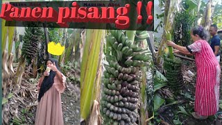 Panen pisang‼️Diary Marlina Adia dan keluarga