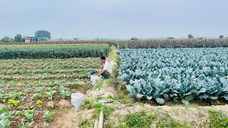 Cuộc sống và công việc của người nông dân Mê Linh sau Tết nguyên đán 2024 #phancôngbằng  Du Xuân