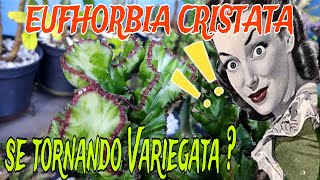 Eufhorbia Cristata Variegata, ela variegatou ..,  Curiosidades