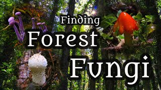 Irish Mushroom Hunting: The Magic Forest