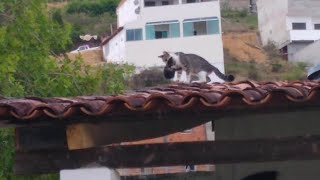 Uma gata e o filhote no telhado