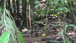 White collared manakin | Manacus candei | Manakin de cuello blanco