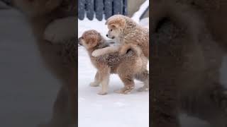 Playful Husky Puppies Enjoying Snow 🌨️ #shorts