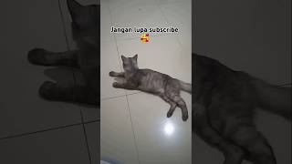 Ketika kucing tetangga main kerumah #youtubevideo #youtube #shortvideo #shorts #short @AnakHebat12