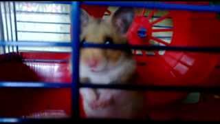 Hamster.....mp4