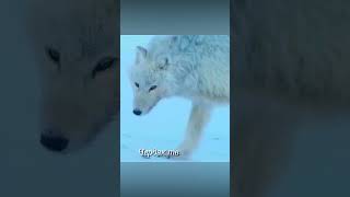 Неуловимый заяц уходит от погони волков и рыси #animalshorts