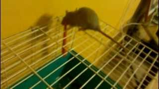 Rat likes carrot