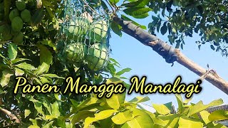 Panen Mangga Madu Skala Rumahan