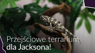 Aranżacja Terrarium dla Jacksonii