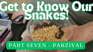 Get to Know Our Snakes! Series: Part Seven - Parzival